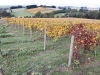 vineyards-in-autumn-15