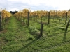 vineyards-in-autumn-2