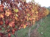 vineyards-in-autumn-27