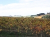 vineyards-in-autumn-4