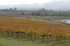 Vineyard: Yarra Valley
