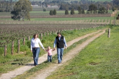 Vineyard: Barossa Valley