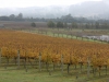 vineyards-in-autumn-50